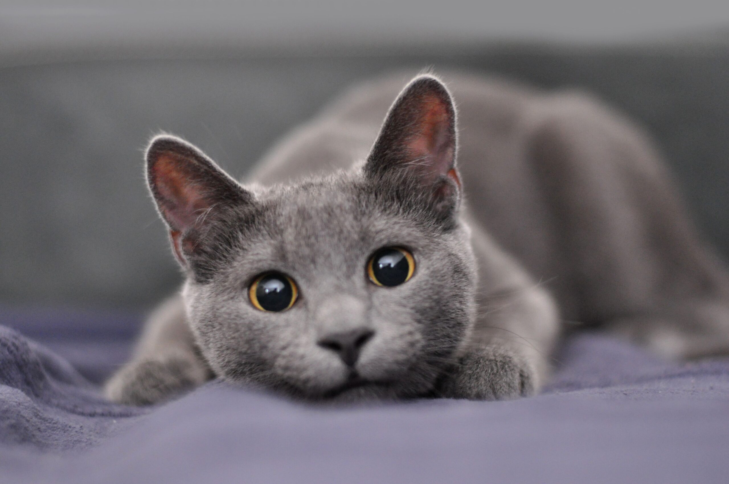 Vaistai nuo kirmėlių katėms: ką turėtumėte žinoti?